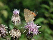 White-letter Hairstreak 2001 - Nick Sampford