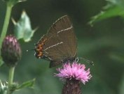 White-letter Hairstreak 2002 - John Stevens