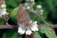 White-letter Hairstreak 2004 - Douglas Penn