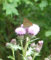 White-letter Hairstreak 2005 - Trevor Chapman