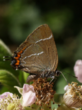 White-letter Hairstreak 2005 - Lee Browne