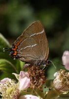 White-letter Hairstreak 2005 - Lee Browne