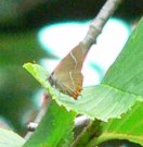 White-letter Hairstreak 2005 - Steve Lane