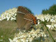 White-letter Hairstreak 2005 - Trevor Chapman