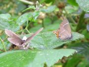 White-letter Hairstreak 2006 - Geoff Horn