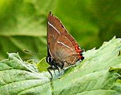 White-letter Hairstreak 2006 - Ian Phillips