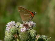 White-letter Hairstreak 2006 - Steve Lane