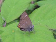 White-letter Hairstreak 2007 - Darin Stanley