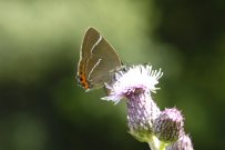 White-letter Hairstreak 2007 - Ian Hardy