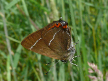 White-letter Hairstreak (m) 2007 - Steve Lane