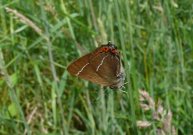 White-letter Hairstreak 2007 - Steve Lane