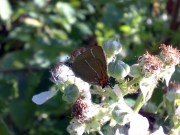 White-letter Hairstreak 2008 - Darin Stanley