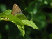 White-letter Hairstreak 2008 - Jan Hein van Steenis