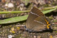 White-letter Hairstreak 2009 - Steve Chilton