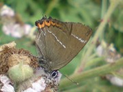 White-letter Hairstreak 2010 - Darin Stanley