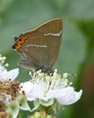 White-letter Hairstreak 2010 - Martin Johnson