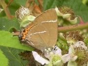 White-letter Hairstreak 2010 - Nigel Agar