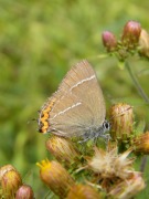 White-letter Hairstreak 2010 - Paul Thrush