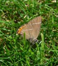 White-letter Hairstreak 2005 - Steve Lane