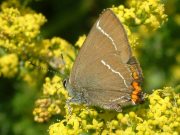 White-letter Hairstreak 2005 - Trevor Chapman