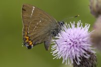 White-letter Hairstreak 2007 - Ian Hardy