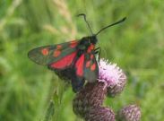 0171 Narrow Bordered Five-spot Burnet 2004 - Archie Lang