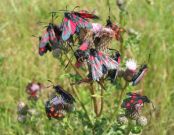 171 Narrow-bordered Five-spot Burnet