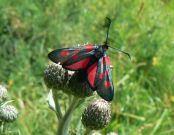 171 Narrow-bordered Five-spot Burnet 2006 - Alan Reynolds