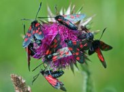 171 Narrow-bordered Five-spot Burnet - Dave Mackenzie