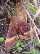 1637 Oak Eggar 2007 - Darin Stanley