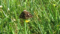 1643 Emperor moth 2010 - Steve Kiln