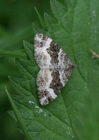 1738 Common Carpet - Sandra Standbridge