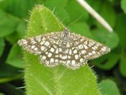 Latticed Heath 2005 - Andrew Wood