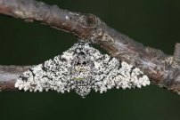 1931 Peppered Moth 2005 - Sandra Standbridge