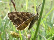 Common Heath 2003 - Trevor Chapman