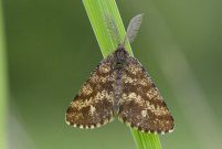 1952 Latticed Heath 2006 - Sandra Standbridge