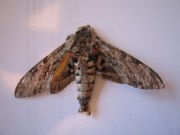 1972 Convolvulus Hawkmoth 2005 - Tim Hill