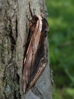 1976 Privet Hawkmoth 2005 - Lee Browne