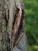 1976 Privet Hawkmoth 2005 - Lee Browne