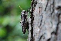 1978 Pine Hawkmoth 2008 - Bob Clift