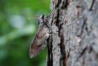 1978 Pine Hawkmoth 2008 - Bob Clift