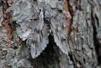 1978 Pine Hawkmoth 2008 - Bob Clift