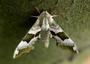 early Lime Hawk-moth, Stevenage, Lee Browne