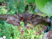 1981 Poplar Hawkmoth 2005 - Steven Penn