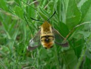 1982 Narrow-border Bee-hawk 2006 - Steve Lane