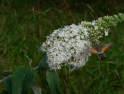 1984 Hummingbird Hawk-moth 2006 - Steve Lane