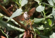 1984 Hummingbird Hawkmoth   2010 - Steve Lane