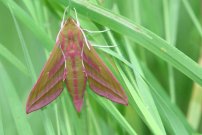 1991 - Elephant Hawkmoth 2005 - Sandra Standbridge