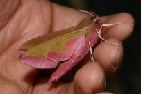 Elephant Hawkmoth 2007 - Bob Hazra