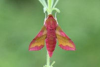 1992 Small Elephant Hawkmoth 2005 - Sandra Standbridge